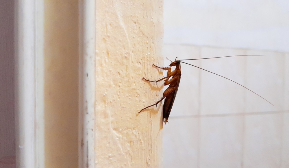 cockroach perched on the wall