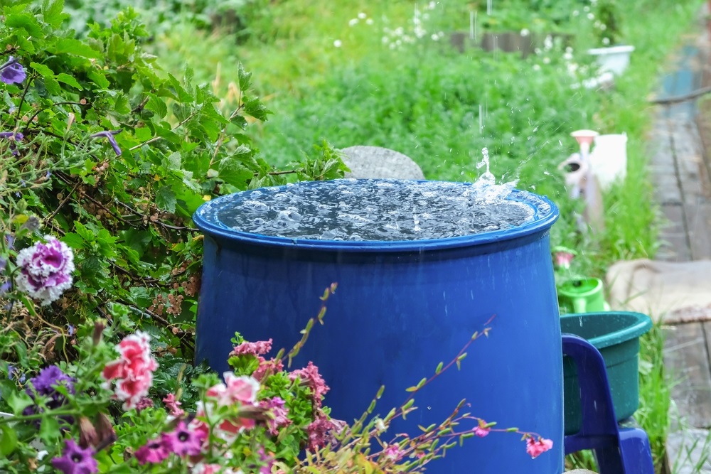 A blue barrel for collecting rainwater