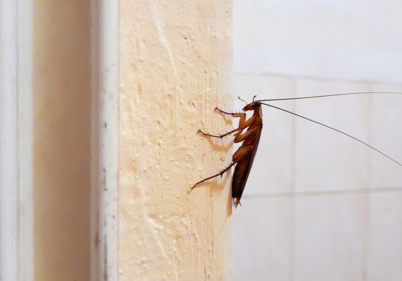 cockroach perched on the wall cockroach perched on the wall